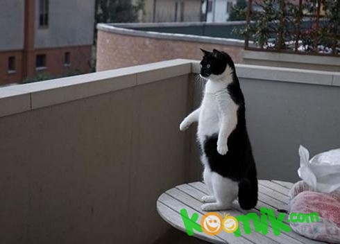 komik resim