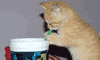 Susamış kedi