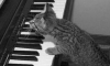 Piano çalan Kedi