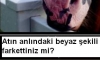 Atın alını