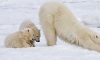 Kutup ayıları