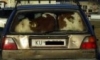 İnek taşımacılığı