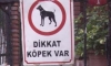 Köpek varmış kaç 