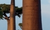 Baobab ağacı