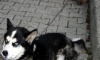 Sırnaşık kedi