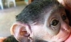 Minik maymun