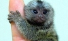 Minik maymun 