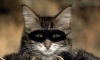 Rakun taklidi kedi