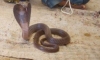 Kobra yılanı
