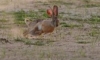 Tavşan kaç tazı tut