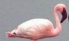 Sahte flamingo