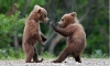 Karateci ayılar