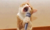 Şarkıcı kedi